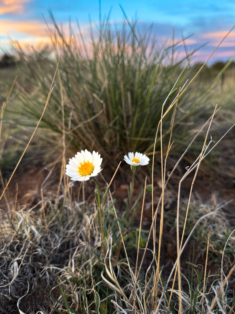 glamping under the stars near Grand Canyon national park in Arizona with a spa, desert, beautiful sunsets and canvas tents 